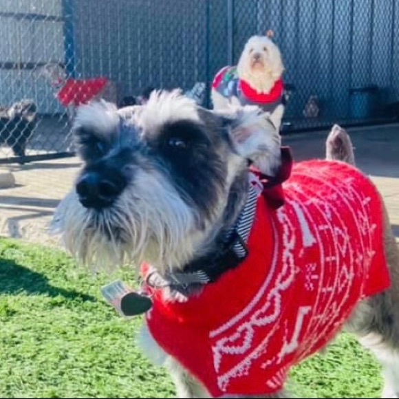 Meet your Posher, Alexa - Picture 1 of 1